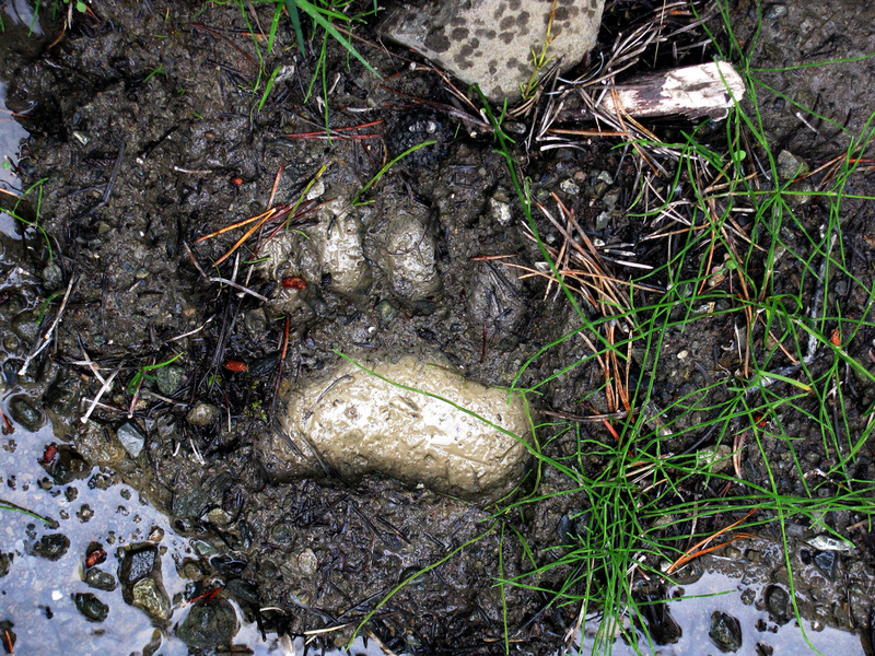 Illustration for article titled ​What Animal Tracks Mean For You
